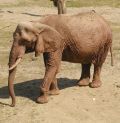 Miniatuur voor Bestand:585px-Elephant african.jpg
