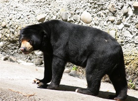 Amerikaanse zwarte beer (Ursus americanus)