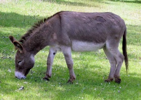 Een ezel (Equus asinus africanus).