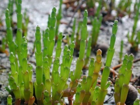 Kortarige zeekraal (Salicornia europaea).