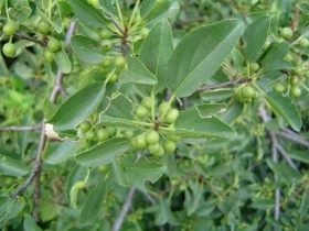 De (nog groene) vruchten en bladeren van de wegedoorn (Rhamnus cathartica).