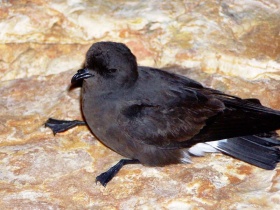 Een stormvogeltje (Hydrobates pelagicus).