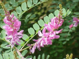 Indigoplant (Indigofera tinctoria)