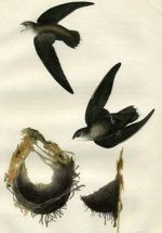 Miniatuur voor Bestand:419px-Chaetura pelagica (Audubon).jpg