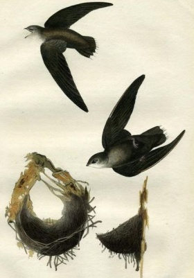 Schoorsteengierzwaluw (Chaetura pelagica)