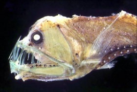 Een diepzeevis (Chauliodus sloani)