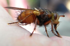 Een woeste sluipvlieg (Tachina fera).