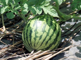 Een watermeloen (nog aan de plant).