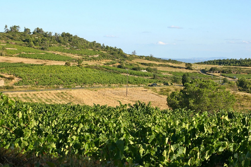 Bestand:Vignoble du Minervois en période estivale.jpg