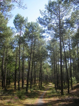 Zeedennen (Pinus pinaster).