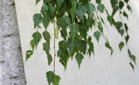 De bladeren en een vruchtkatje van een ruwe berk (gewone berk, Betula pendula), een loofboom, met links de witte stam.