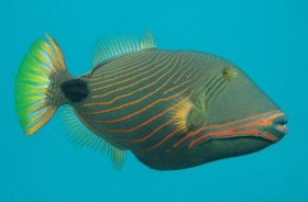 Een trekkervis (Balistapus undulatus)