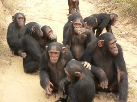 Een groep jonge chimpansees
