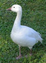 Miniatuur voor Bestand:437px-White goose Obroshyno.jpg