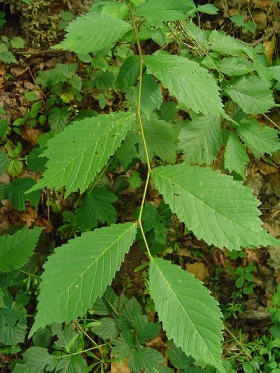 De bladeren van een ruwe iep oftewel ’bergiep’ (Ulmus glabra)