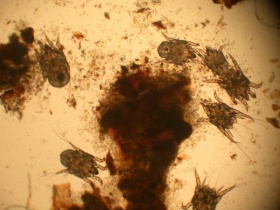 Microscopisch kleine oormijten (Otodectes cynotis).