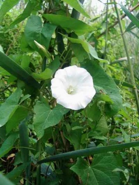 Klimmende (woekerende) takken van de haagwinde (Calystegia sepium) met z'n bladeren en een witte bloem.