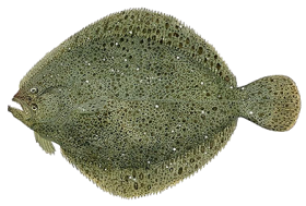 Een platvis (Scophthalmus rhombus-trans)
