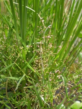 Gras (Poaceae)