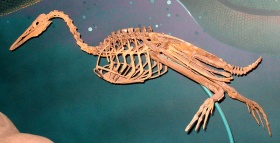 Hesperornis regalis (tandduiker-fossiel)