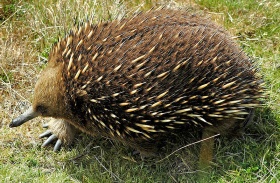 Mierenegel (Tachyglossus aculeatus)