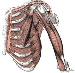 Blik op de schouder en linkerarm van voren, met de m. biceps brachii