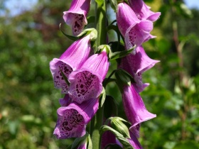 De kenmerkende bloemen van de (gewone) vingerhoedskruid (Digitalis purpurea).