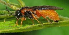 Een bladwesp (Tenthredinidae)