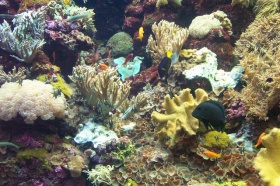 Diverse koralen (Anthozoa)