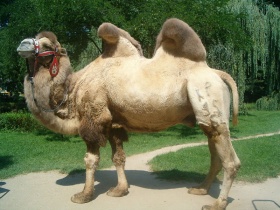 Een kameel (Camelus bactrianus).