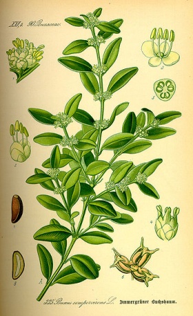 Buxus (Buxus sempervirens)