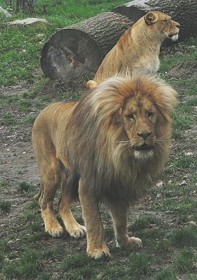 Leeuw (Panthera leo bleyenberghi)