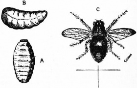 De runderhorzel(vlieg) (Hypoderma bovis), A. pop, B. larve, C. vlieg. (verhoudingen onderling kloppen niet)