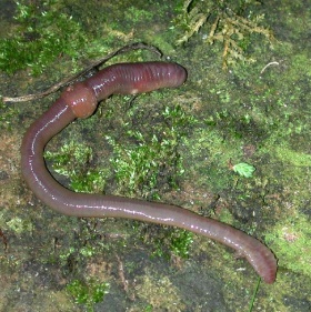 Een regenworm (Lumbricidae).