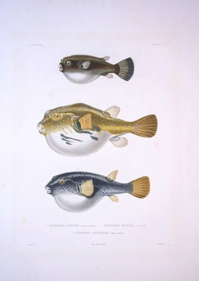 Drie soorten kogelvissen (Tetraodon).