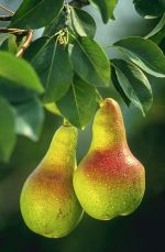 Miniatuur voor Bestand:393px-Pears.jpg