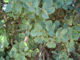 Bladeren van de 'steeneik' (Quercus ilex 'Rotundifolia'), die op die van de hulst (Ilex) lijken.