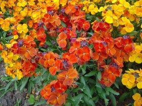 De bloemen van de muurbloem (Erysimum cheiri).