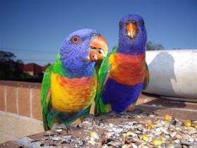 Twee velgekleurde papegaaien (Psittaciformes).