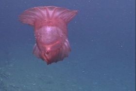 Een zeekomkommer (Enypniastes).