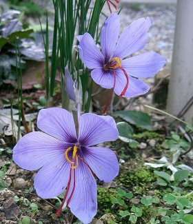 Saffraankrokussen (Crocus sativus).