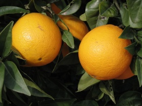 sinaasappels aan de boom.