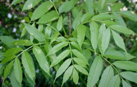 Bladeren van mannelijke 'es' (Fraxinus excelsior)