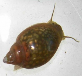Een soort longslak (Physella acuta) behorend tot de orde Basommatophora.