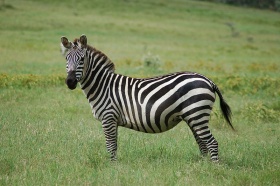 Steppezebra oftewel 'gewone zebra' (Equus quagga)