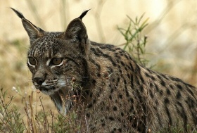 Spaanse lynx