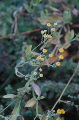 Balsemwormkruid (Tanacetum balsamita).