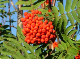 Wilde lijsterbes (Sorbus aucuparia).