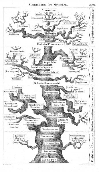 Bestand:Pedigree of man (Haeckel 1874).jpg