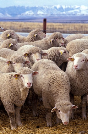Een kudde schapen